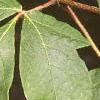 Acer griseum, leaves