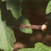 Acer griseum, leaves