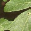 Acer griseum, leaves