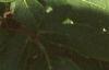 Acer griseum, leaves