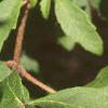 Acer griseum, leaves