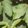 Acer griseum, leaves
