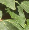 Acer griseum, leaves