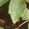 Acer griseum, leaves