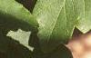 Acer griseum, leaves