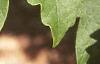 Acer griseum, leaves
