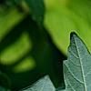 Acer griseum, leaves