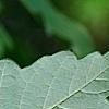 Acer griseum, leaves