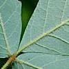 Acer griseum, leaves