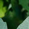 Acer griseum, leaves