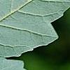 Acer griseum, leaves