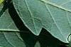 Acer griseum, leaves