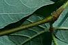 Acer griseum, leaves