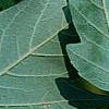 Acer griseum, leaves
