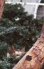 Acer griseum, bark