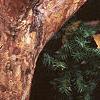 Acer griseum, bark
