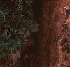 Acer griseum, bark