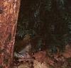 Acer griseum, bark