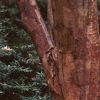 Acer griseum, bark