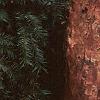 Acer griseum, bark