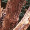 Acer griseum, bark