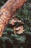 Acer griseum, bark