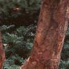 Acer griseum, bark