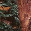 Acer griseum, bark