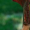 Acer griseum, bark