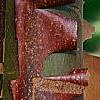 Acer griseum, bark
