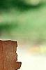 Acer griseum, bark