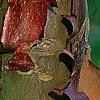 Acer griseum, bark