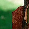 Acer griseum, bark