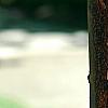 Acer griseum, bark