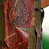 Acer griseum, bark