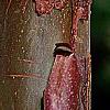 Acer griseum, bark