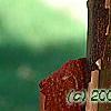 Acer griseum, bark