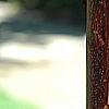 Acer griseum, bark