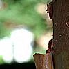 Acer griseum, bark