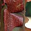 Acer griseum, bark