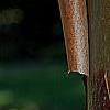 Acer griseum, bark