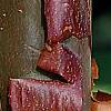 Acer griseum, bark