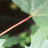 Acer macrophyllum, leaves
