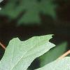 Acer macrophyllum, leaves
