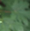 Acer macrophyllum, leaves