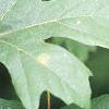 Acer macrophyllum, leaves