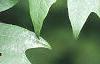 Acer macrophyllum, leaves