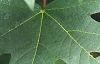 Acer macrophyllum, leaves