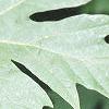 Acer macrophyllum, leaves