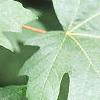 Acer macrophyllum, leaves